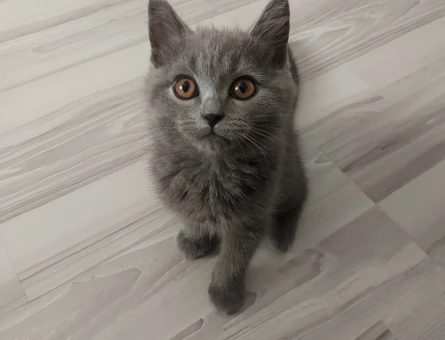 British Shorthair Sevimli miniklere yuva - 5935