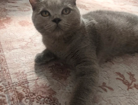 British Shorthair Sevimli miniklere yuva - 5935