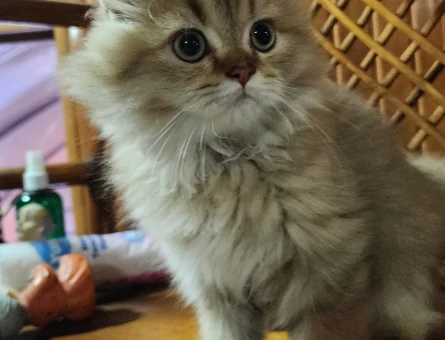 British Longhair Golden Yavrular 3 Aylık - 5938