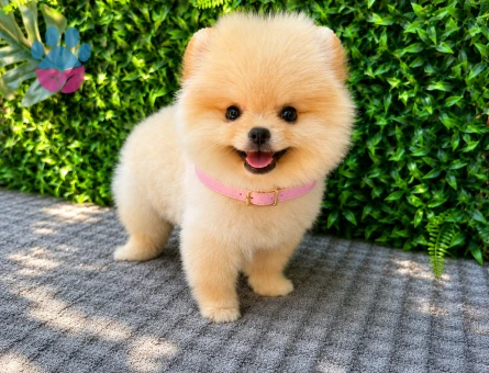 Ruhsatlı Üretimden Pomeranian Boo Yavrumuz | Safkan - 5946