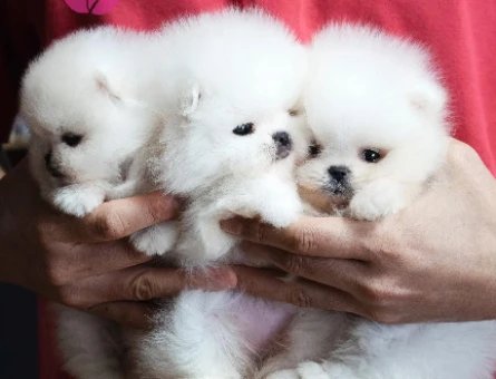Pomeranian Boo Teddy Bear Mini Yavrular - 6057