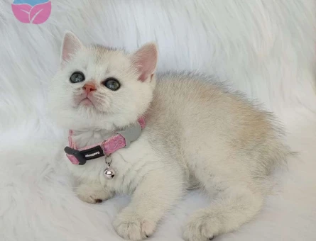 Muhteşem Güzellikteki Silver Ns11 Dişi Yavrumuz