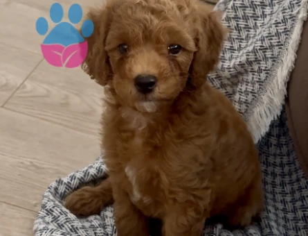 2 AYLIK ERKEK TOY POODLE - 6218