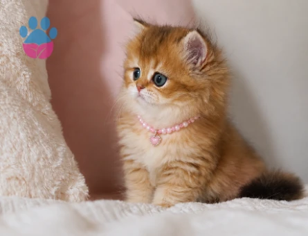 Gören Hayran Kalıyor! British Longhair Golden Dişi - 6345