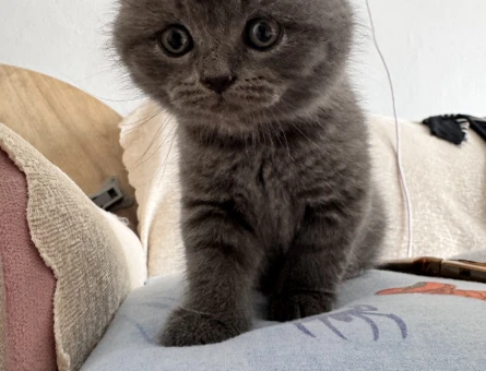 British Shorthair Erkek Yuva Arıyor - 6410