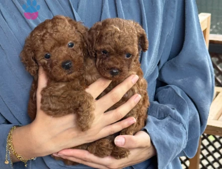 Teacup Poodle Dişi ve Erkek Yavrularımız Hazır - 6425