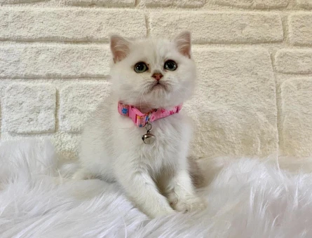 British Shorthair 2 Aylık Dişi Yavru Yuva Arıyor