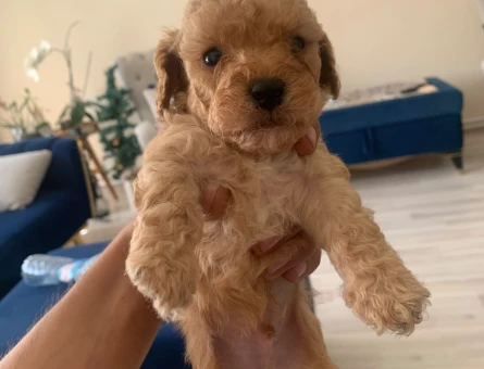 Mini boy toy poodle - 6499