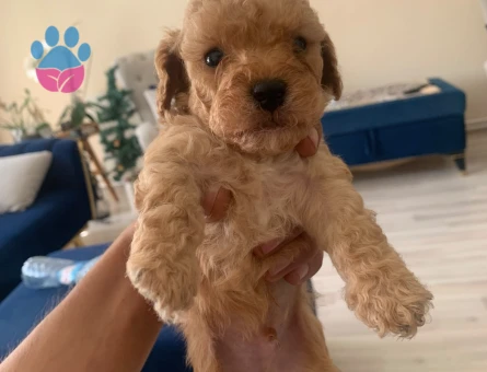 Mini boy toy poodle - 6499
