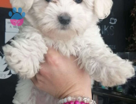 Anne altından dişi ve erkek Maltese Terrier yavrularımız