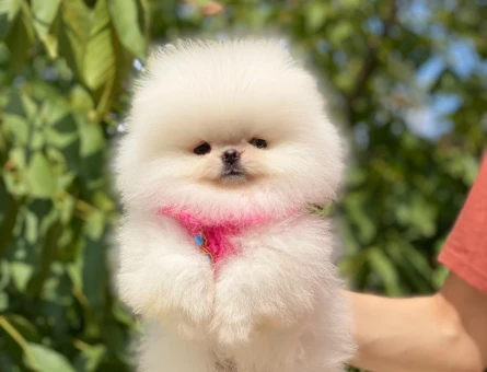 Kar Beyazı Kürküyle Göz Kamaştıran Pomeranian Boo Yavrusu - 6543