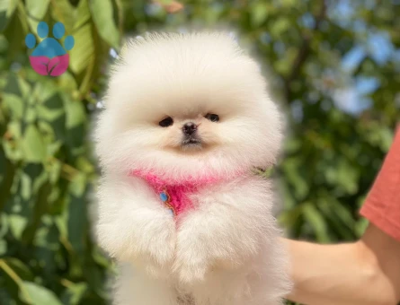 Kar Beyazı Kürküyle Göz Kamaştıran Pomeranian Boo Yavrusu - 6543