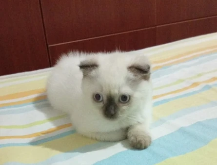 Scotish Shorthair Bluepoint (uyguna) - 6558