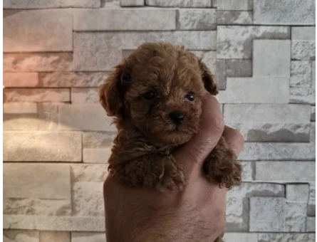 Toy poodle yavrularımız - 6604