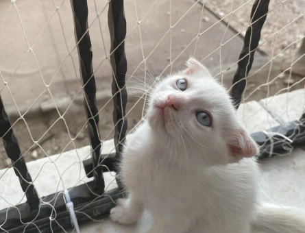 Scottish fold yavru yuva arıyor - 6749