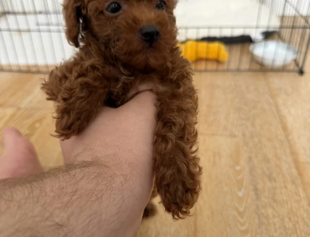 Kore poodle bebek surat - 6827