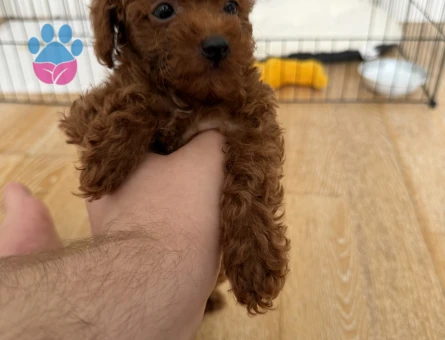 Kore poodle bebek surat - 6827