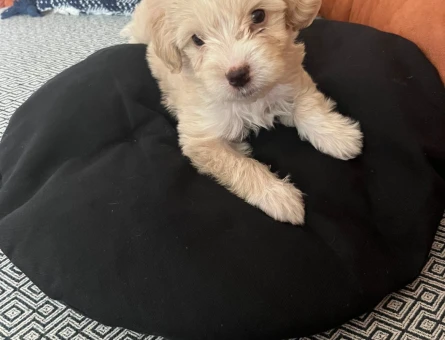 MALTİPOO 2 Aylık Yuva Arıyor - 6842