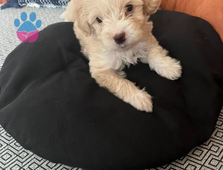MALTİPOO 2 Aylık Yuva Arıyor - 6842