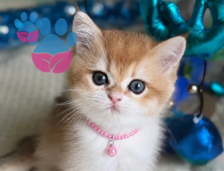 Golden British Shorthair Çiçek Kızımız - 6849