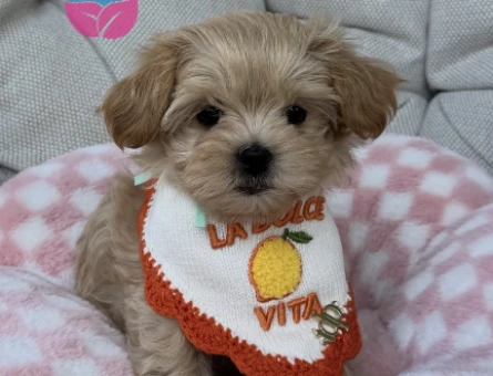 BİBLO MALTİPOO YAVRULARI - 6909