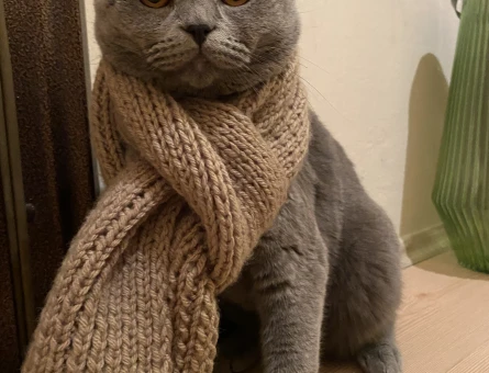 Scottish Fold Oğlumuza yuva arıyoruz - 6992