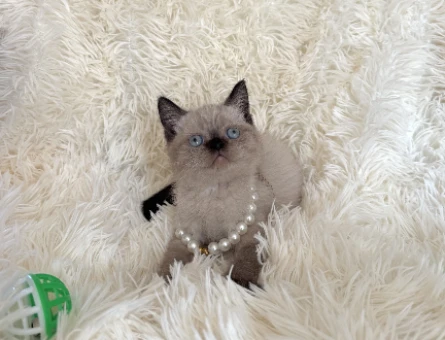 British Shorthair Çikolata Point Yavrumuz - 7036