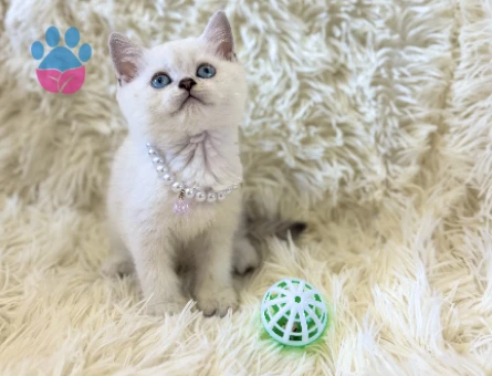 Güzel ve İddalı British Shorthair Silver Point 2 Aylık - 7037