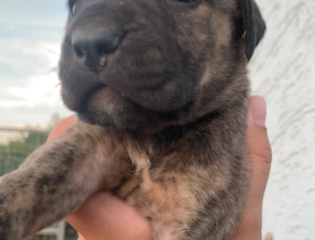 A Kalite Presa Canario yavrular - 7048