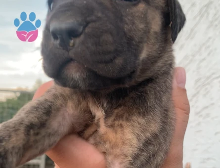 A Kalite Presa Canario yavrular - 7048