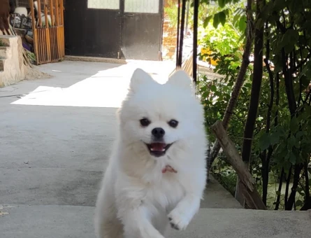 Yeni yuvasını arayan Pomeranian dostumuz! - 7065