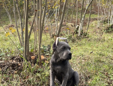 Cane Corso Köpeğime Yuva Arıyorum - 7072