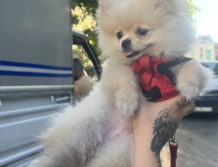 Pomeranian Boo Tatlı lina Yeni Ailesini Arıyor - 7074