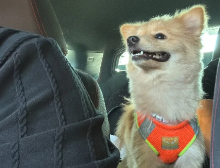 Pomeranian Boo Poofye Yuva Arıyorum - 7101