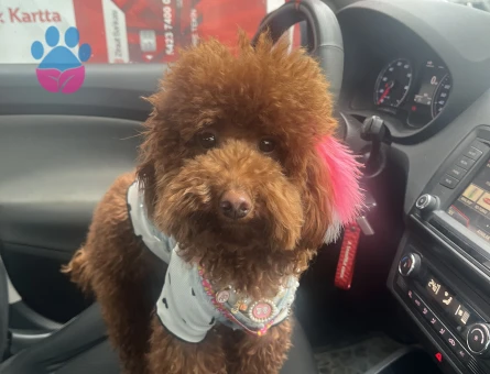Toy poodle saf kan 1,5 yaşında - 7127