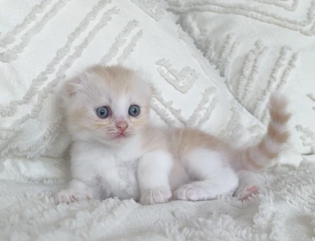 British longhair 1 Aylık dişi - 7128