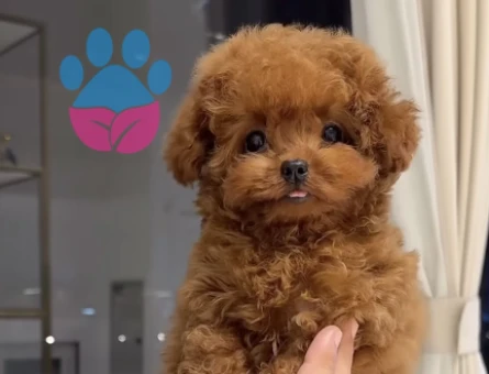 KORE KAN SCRL ANNE BABADAN TOY POODLE YAVRULARI - 7259
