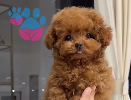 KORE KAN SCRL ANNE BABADAN TOY POODLE YAVRULARI - 7259