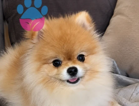Pomerian boo - 7288
