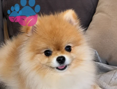 Pomerian boo - 7288