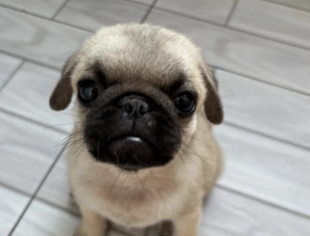 Pug 2 aylık - 7308