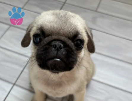 Pug 2 aylık - 7308