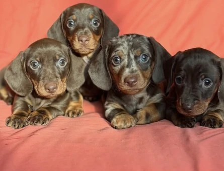 Veteriner kontrolleri tam minyatür Dachund sosis yavrular - 7316