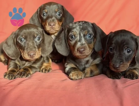 Veteriner kontrolleri tam minyatür Dachund sosis yavrular - 7316