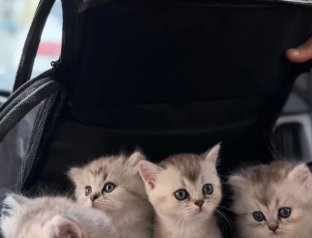 British  Shorthair Bebekler - 7326