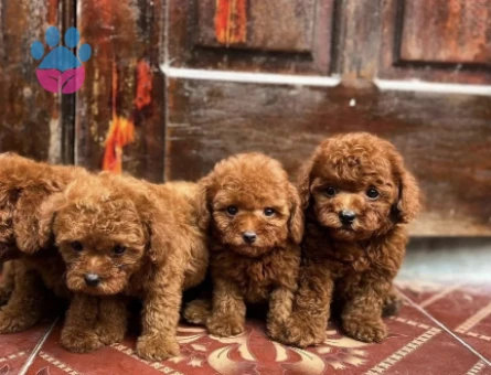 KORE TOY POODLE YAVRULARIMIZ - 7372