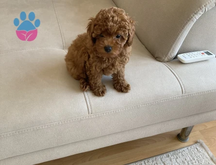 75 Günlük Satılık Poodle - 7381