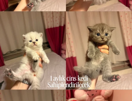 Cins kedi sahiplendirme - 7468