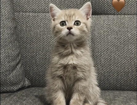 2 Aylık British Shorthair Dişi Yuva Arıyor - 7479