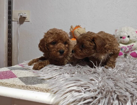 Kore Toy Poodle harika yavrularımız - 7494